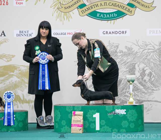 Продам: Щенок таксы стандартной гладкошерстной