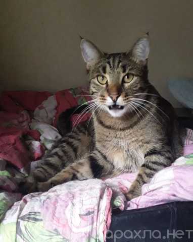 Отдам даром: Кот Мыш ищет дом!