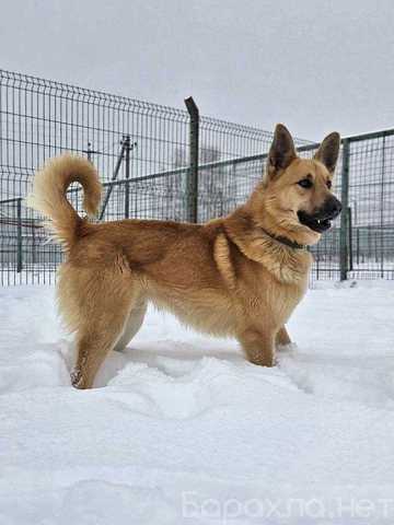 Отдам даром: молодой домашний пес Майор ищет дом (Под