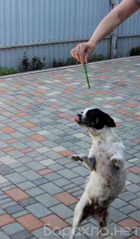 Предложение: Изготовлю фото домашних любимцев