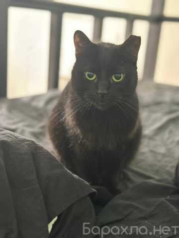 Отдам даром: кошечку Селену