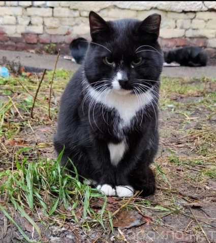 Отдам даром: кошечку Ушеньку