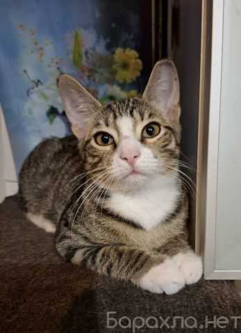 Отдам даром: полосатую красавицу Клео