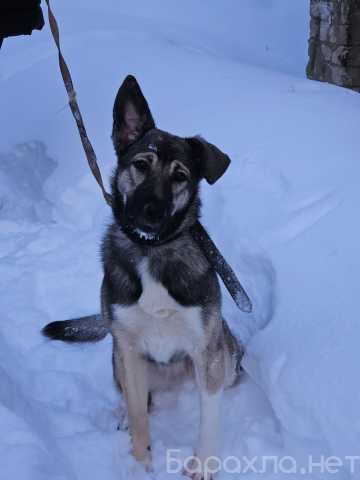 Отдам даром: Лайка во двор на цепь или будку