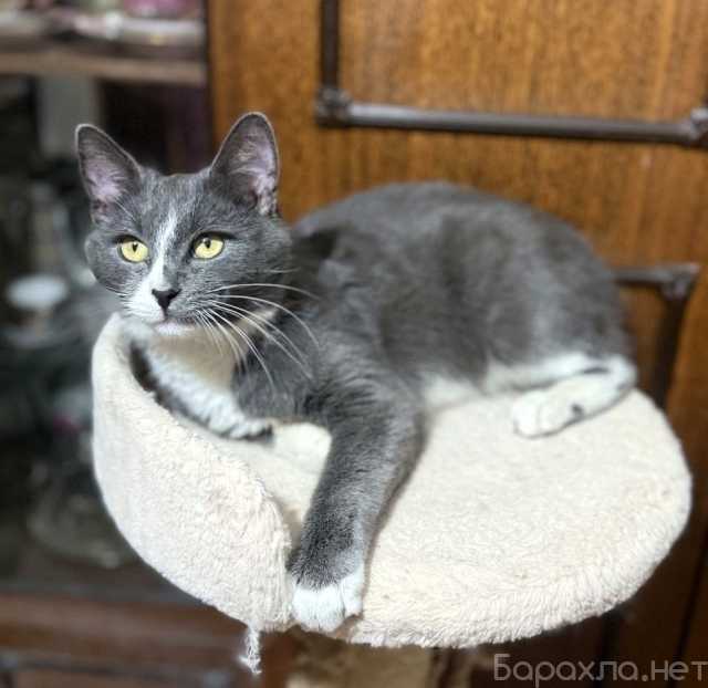 Отдам даром: котик Семик ищет дом