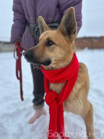 Отдам даром: Шикарный парень Майор в добрые руки!