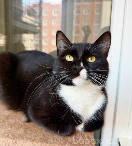 Отдам даром: В дар кошечка Рокси - нежность и ласка