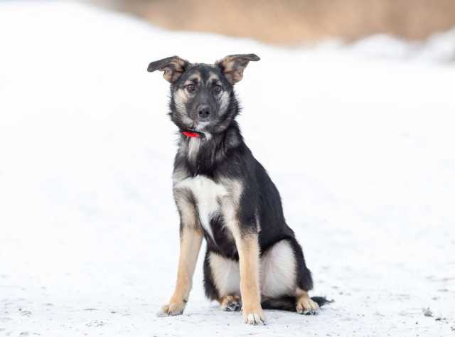 Отдам даром: Весёлая девочка Золушка в добрые руки