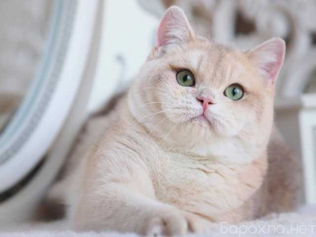 Продам: Британский котенок Гром