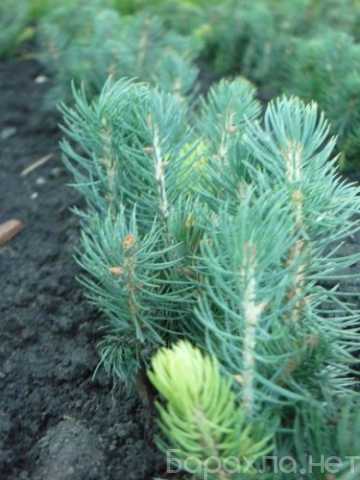 Продам: Сеянцы, саженцы хвойных растений из пито