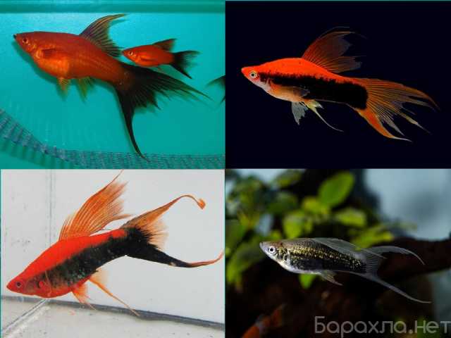 Продам: Меченосцы вильчатые, кубинские, берлинск