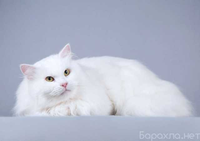 Отдам даром: Ласковый ангорский кот Сахарок в дар