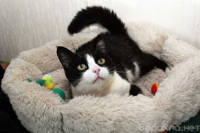 Отдам даром: Феличита из магазина ищет дом