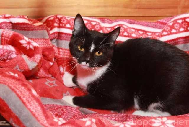 Отдам даром: Юнона, молодая кошечка в добрые руки