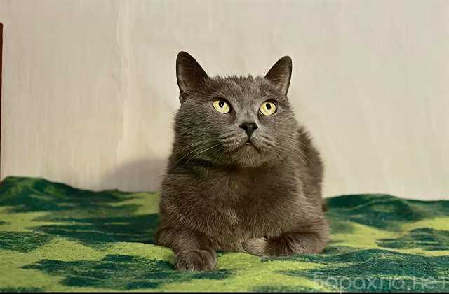 Отдам даром: Серенький Грей ищет дом. Молодой кот в д