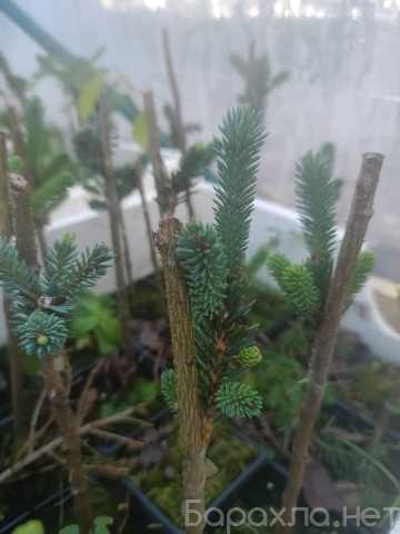 Предложение: Ель сизая Аквамарин в Р9