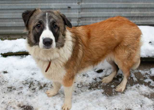 Отдам даром: Пушистая воспитанная добрая собака