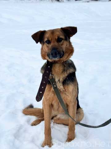 Отдам даром: Умница и красавица собака Денни