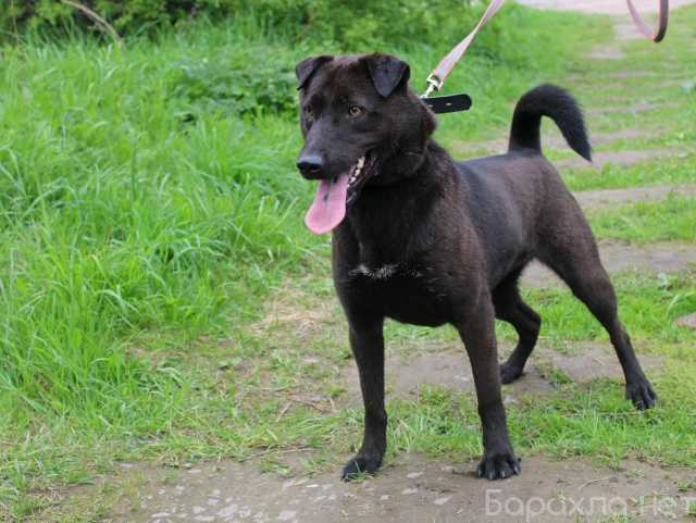 Отдам даром: Небольшая необычная ласковая собачка