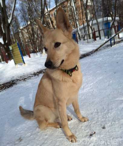 Отдам даром: Собаку