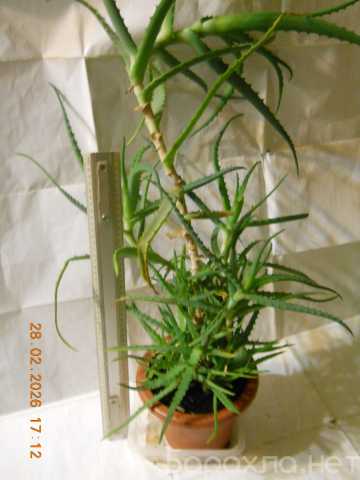 Продам: алоэ