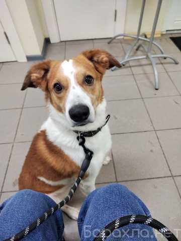 Отдам даром: песика Танджиро