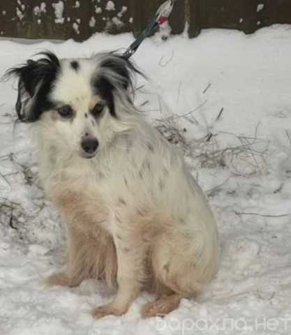 Отдам даром: небольшого песика Яшу