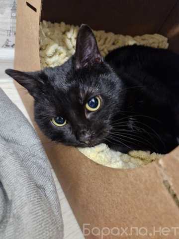 Отдам даром: кошечку Марту