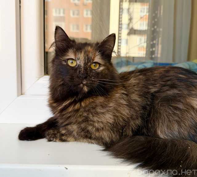 Отдам даром: Юная, пушистая котёнок Пэрис