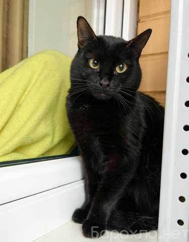 Отдам даром: Кошка Черри – длинноногая красотка