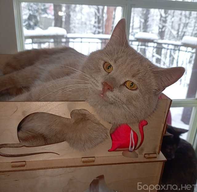 Отдам даром: Рыжий вежливый и тактичный кот Стив