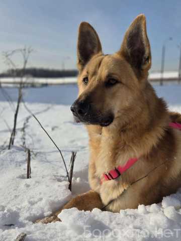 Отдам даром: Шикарный парень Рэй в добрые руки!