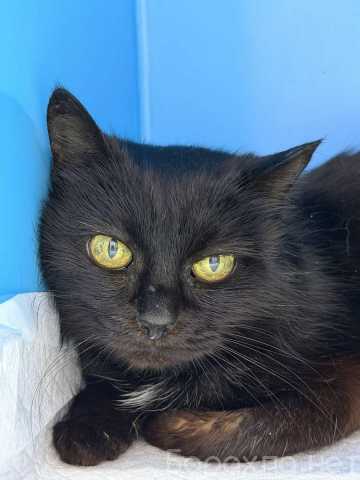 Отдам даром: Трогательная кошечка Картоха ищет дом