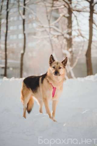 Отдам даром: Пеппи ищет дом. И ждёт его всей душой