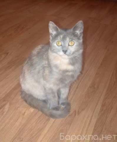 Отдам даром: Трехцветный котёнок Малышка в дар