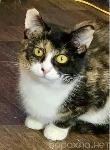 Отдам даром: Кошечка Сонечка. Стерилизована