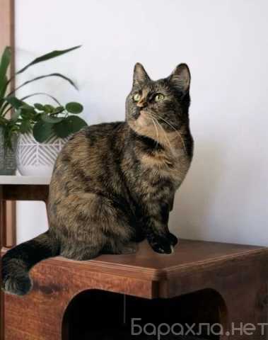 Отдам даром: Кошечка Марфуша . Черепаховая красотка!