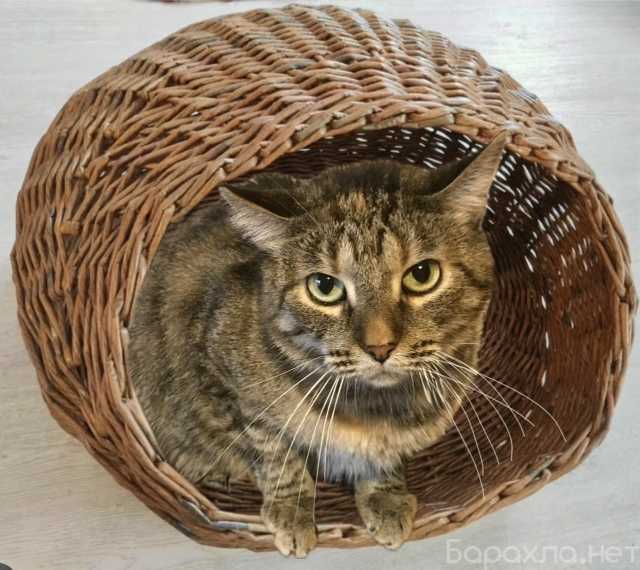 Отдам даром: Кошечка Василиса в дар!