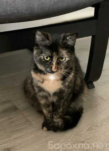 Отдам даром: Кошечка. Черепаховая Mарфа . 2 года