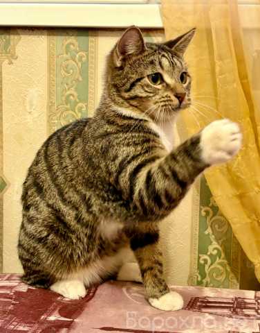 Отдам даром: Ищет дом котик Потап