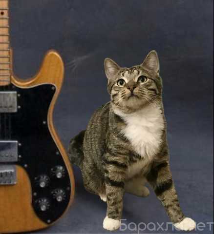 Продам: Котик Потап ищет дом