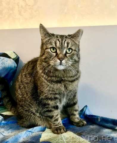 Продам: Кошечка полосаточка Бусинка ищет дом