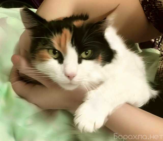 Отдам даром: Кошечка Тося ищет дом