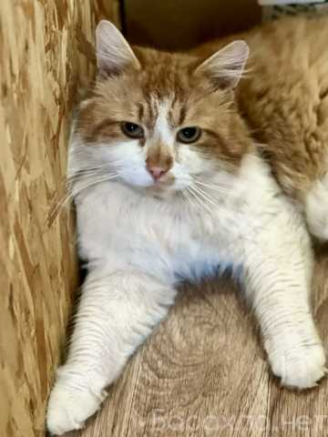 Отдам даром: Кот Рыжик ждет…