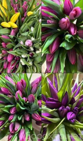 Продам: 💐Тюльпаны к 8 марта💐