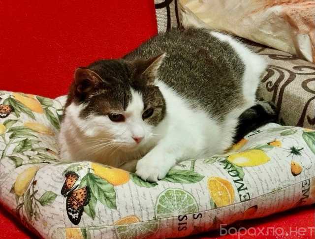 Отдам даром: Приют закрывается! Кошечке некуда идти