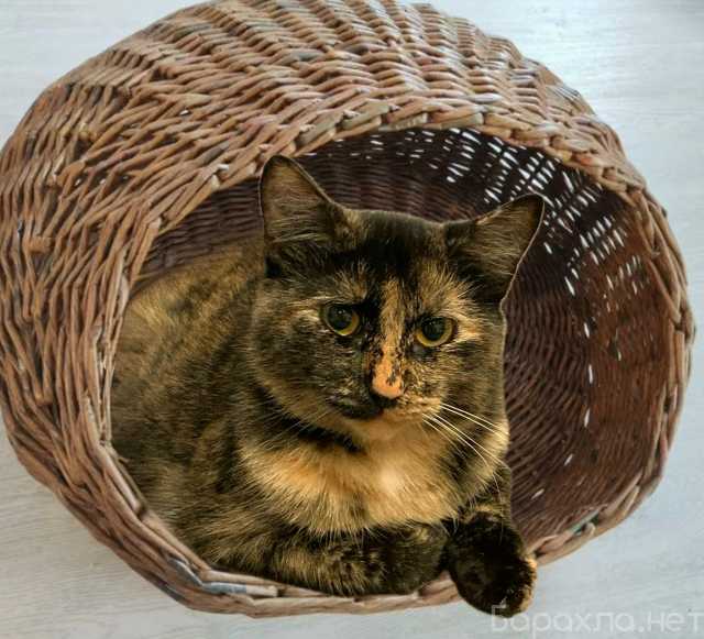 Отдам даром: Ириска! Кошечке некуда идти!