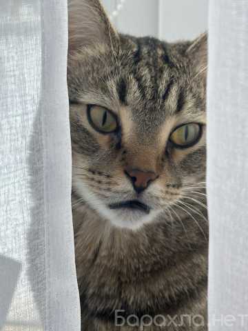 Отдам даром: Отдам котика в Бердске