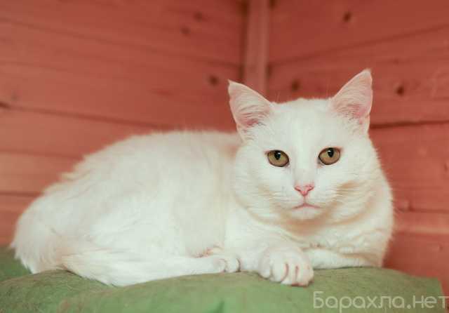 Отдам даром: молодые котики и кошечки