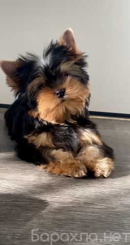 Продам: Щенки йоркширского терьера